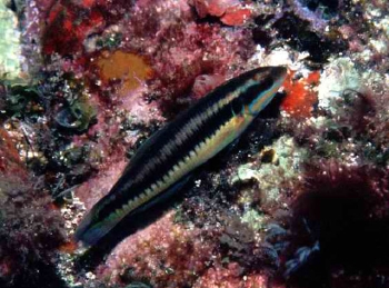  Thalassoma newtoni (Newton’s Wrasse)